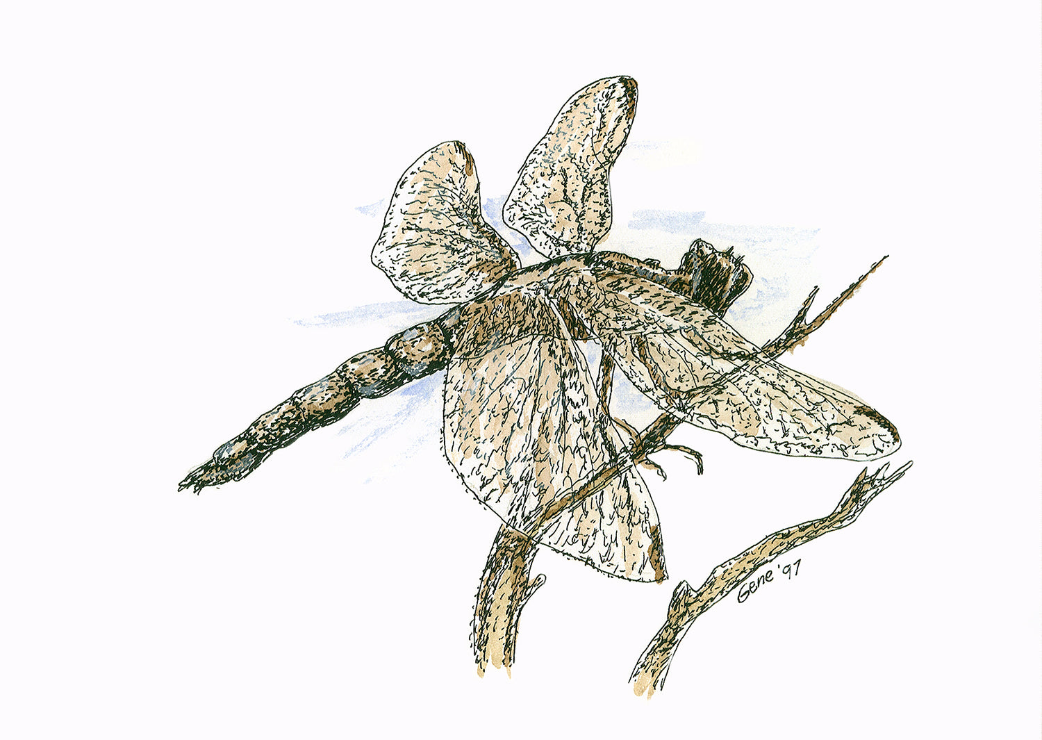 A highly detailed pen-and-ink illustration of a dragonfly perched on a bare twig, its four translucent wings rendered with intricate venation in warm sepia and brown tones against a soft blue watercolor wash. The segmented abdomen and leg grip are drawn with precise, expressive ink work. Signed "Gene '97" at lower right. Original wildlife art by Gene Irvin (1934–2026).