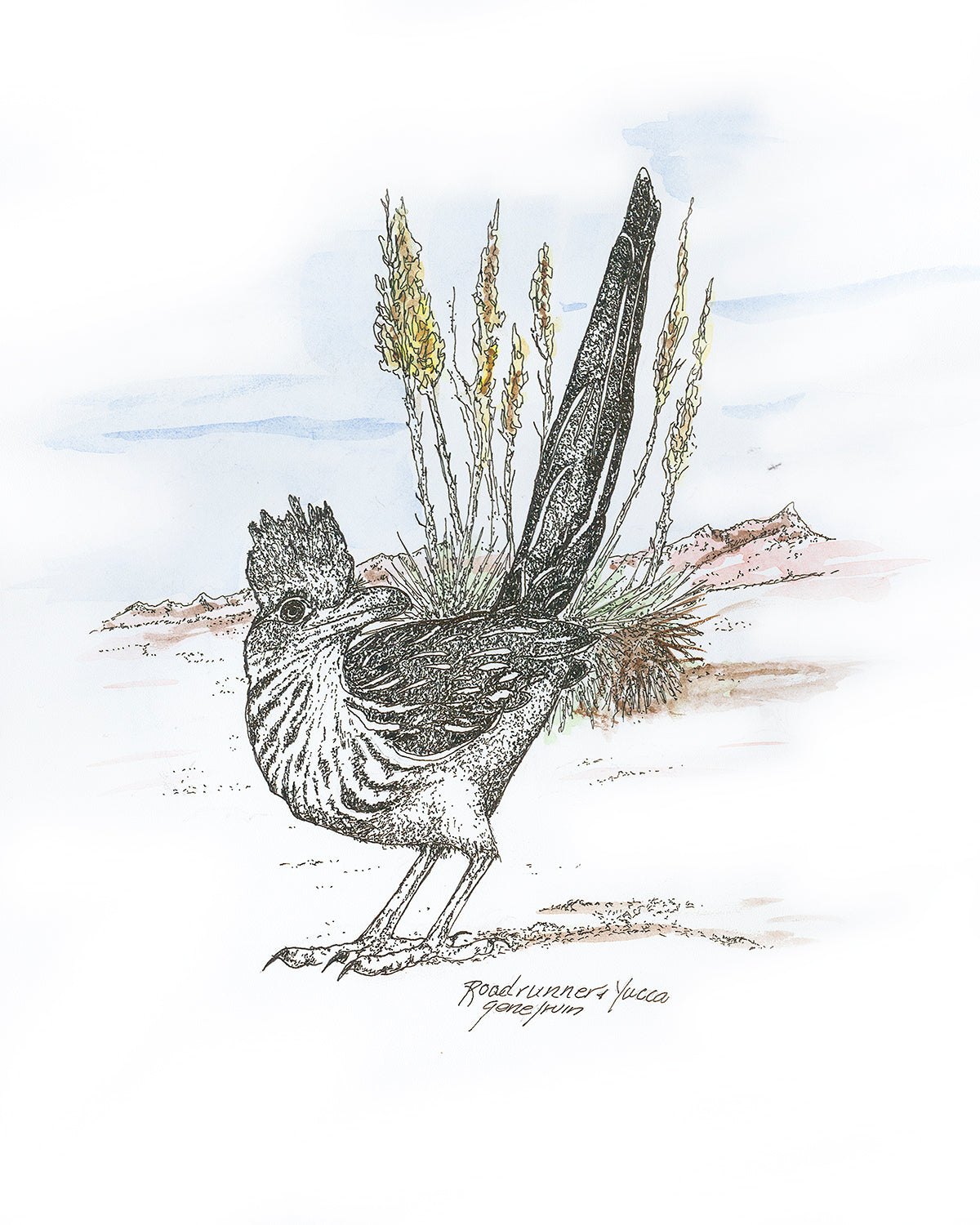 Greater Roadrunner — pen, ink, and watercolor illustration by Gene Irvin — long-tailed desert bird with zygodactyl feet in alert running pose, signed Southwest wildlife art