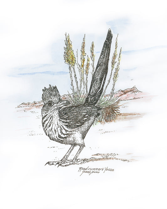 Greater Roadrunner — pen, ink, and watercolor illustration by Gene Irvin — long-tailed desert bird with zygodactyl feet in alert running pose, signed Southwest wildlife art