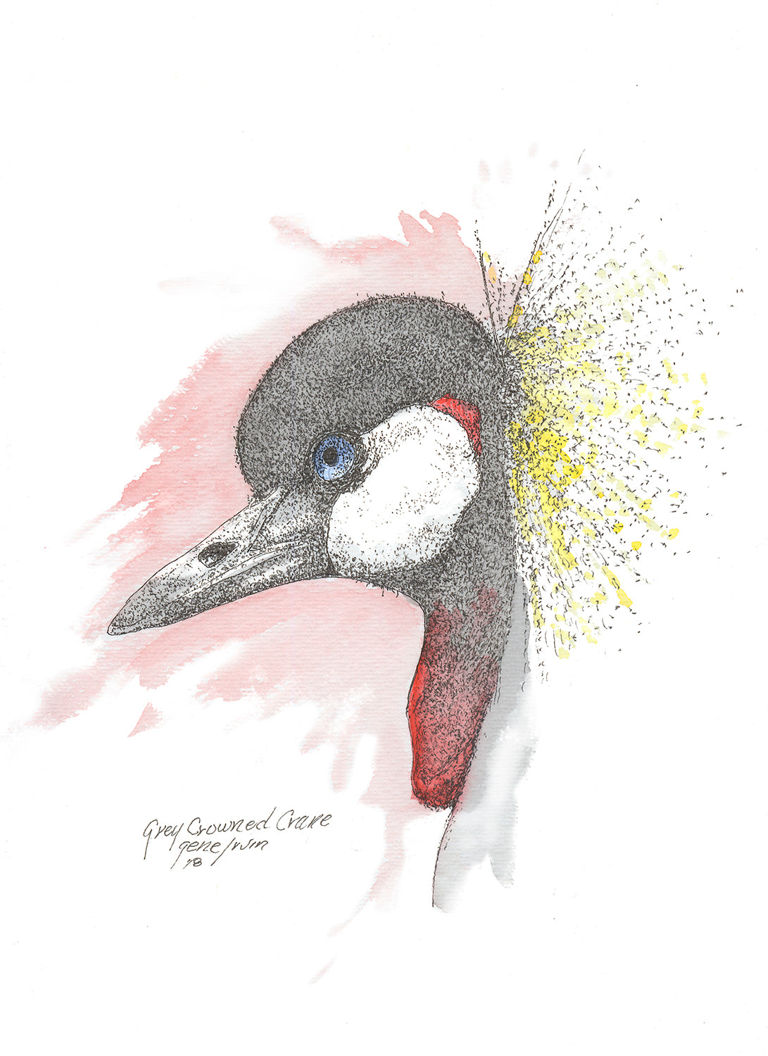Grey Crowned Crane close-up pen, ink, and watercolor portrait by Gene Irvin, 2018 — head study with dark grey cap, white cheek patch, blue eye, red wattle, and golden-yellow crown of stiff feathers, stippled detail with pink and red watercolor washes, signed by the artist