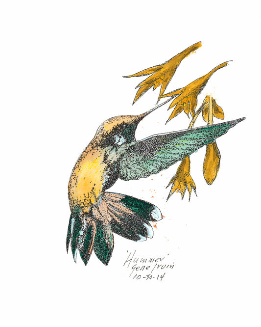 Hummingbird feeding at a flower — pen, ink, and watercolor illustration by Gene Irvin — iridescent hummingbird hovering with wings in motion, signed wildlife art
