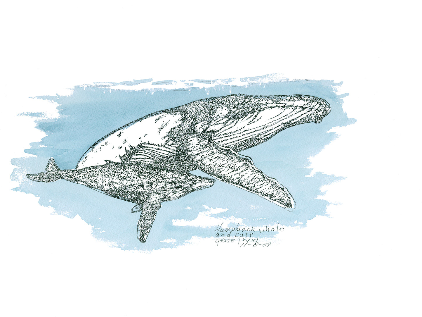 Humpback Whale and Calf pen, ink, and watercolor illustration by Gene Irvin, November 2009 — mother humpback whale swimming with calf alongside, dense stippled detail capturing barnacle texture and ventral pleats, soft blue watercolor wash background, signed by the artist