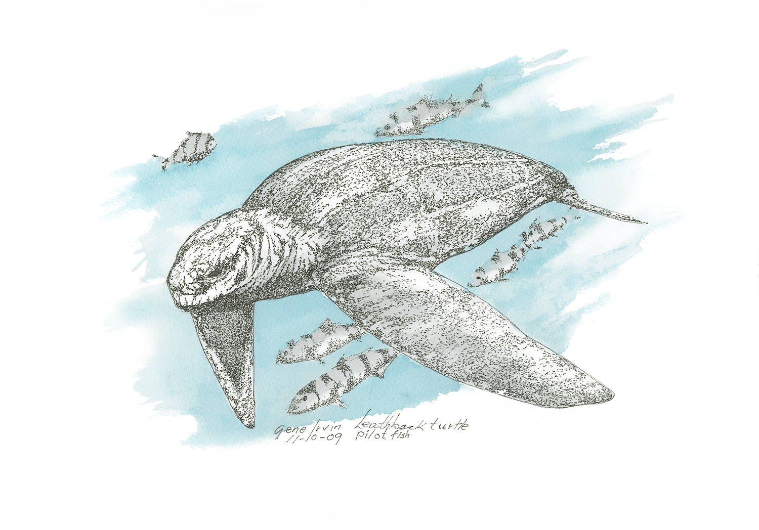 Leatherback Turtle with Pilot Fish pen, ink, and watercolor illustration by Gene Irvin, November 2009 — massive leatherback sea turtle swimming through open water with small striped pilot fish alongside, dense stippled detail on soft blue watercolor wash background, signed by the artist