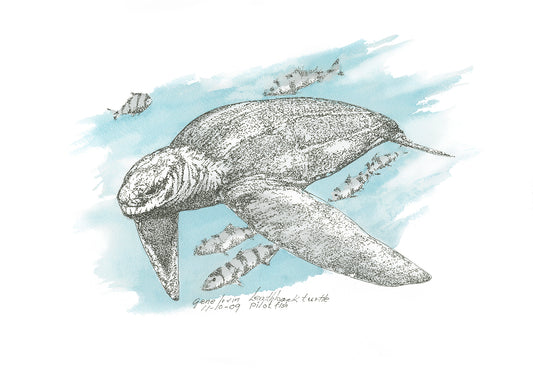 Leatherback Turtle with Pilot Fish pen, ink, and watercolor illustration by Gene Irvin, November 2009 — massive leatherback sea turtle swimming through open water with small striped pilot fish alongside, dense stippled detail on soft blue watercolor wash background, signed by the artist