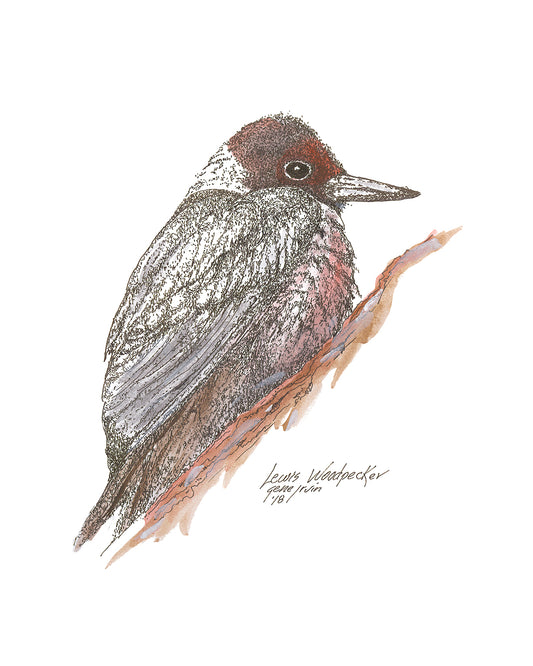 Lewis Woodpecker pen, ink, and watercolor illustration by Gene Irvin, 1981 — Lewis woodpecker perched on a branch with dark greenish-black back, rosy-pink belly, and dark red face, stippled detail with soft pink and brown watercolor washes, signed by the artist