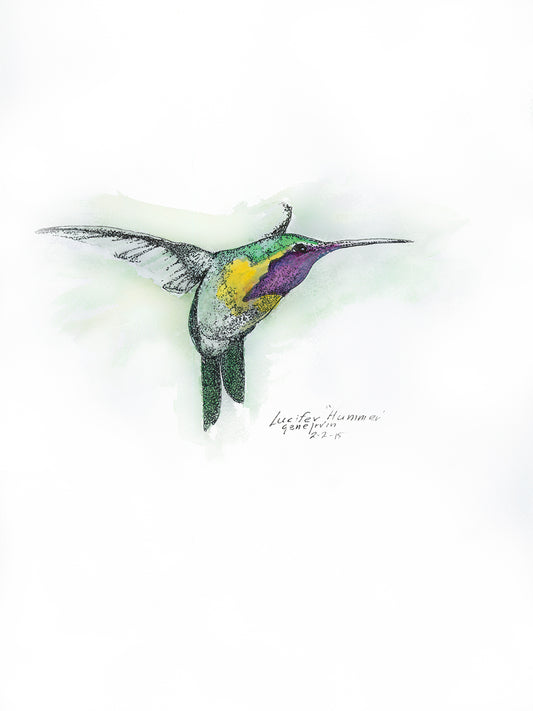 Lucifer Hummingbird in flight — original pen, ink, and watercolor illustration by Gene Irvin, 2015 — male Lucifer hummingbird with iridescent purple gorget, green back, and yellow chest, wings spread, signed by the artist