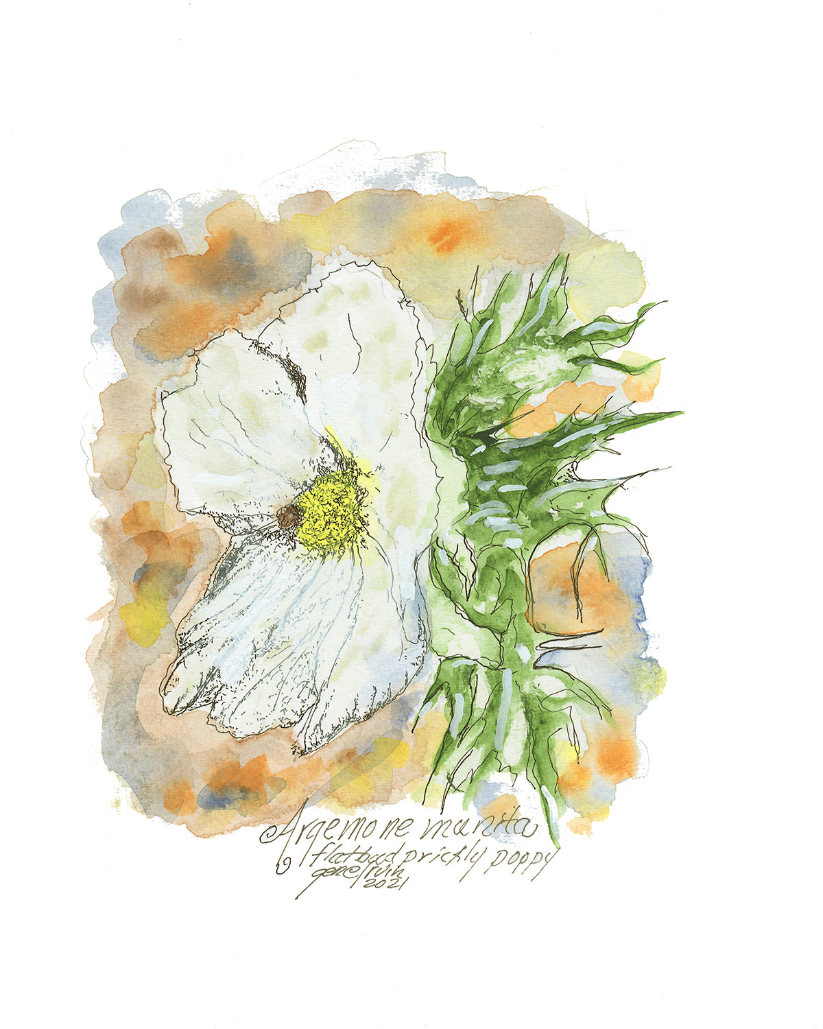 Flatbud Prickly Poppy (Chicalote) watercolor and pen and ink illustration by Gene Irvin — a wildflower with crinkled white tissue-paper petals encircling a ring of golden stamens, set against spiny silver-green stems, soft watercolor washes with fine pen line work, signed by the artist