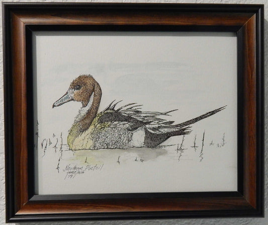 Northern Pintail Duck Original - Gene's Pen & Ink