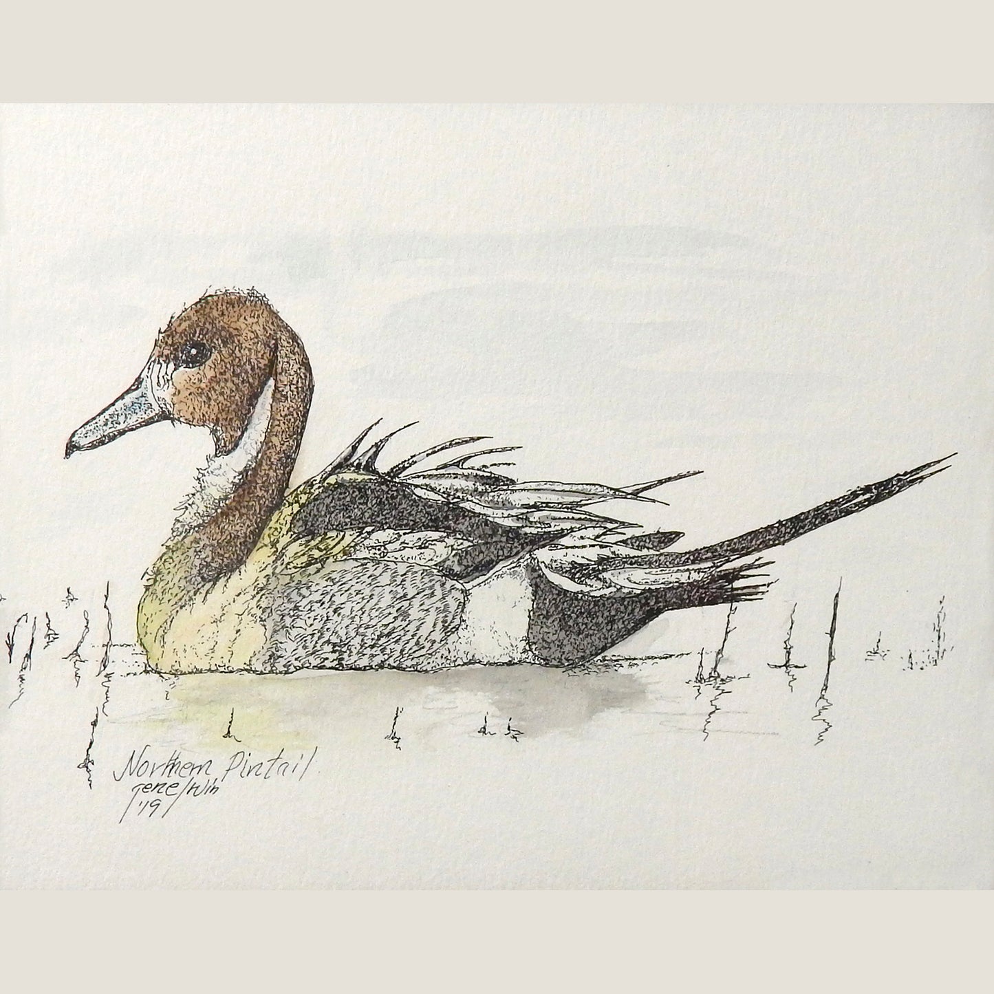 Northern Pintail Duck Original - Gene's Pen & Ink