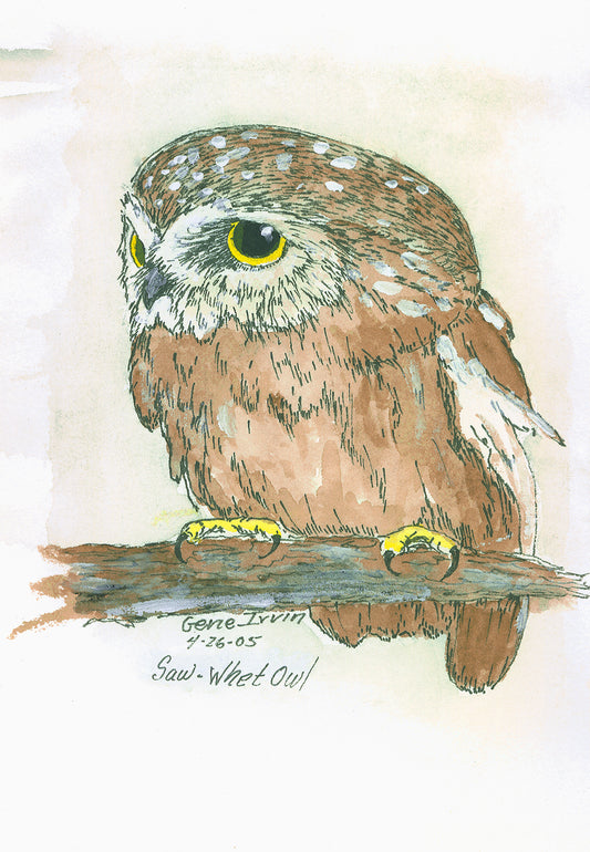 Northern Saw-whet Owl — pen, ink, and watercolor illustration by Gene Irvin — tiny round-headed owl with bright yellow eyes, signed wildlife art