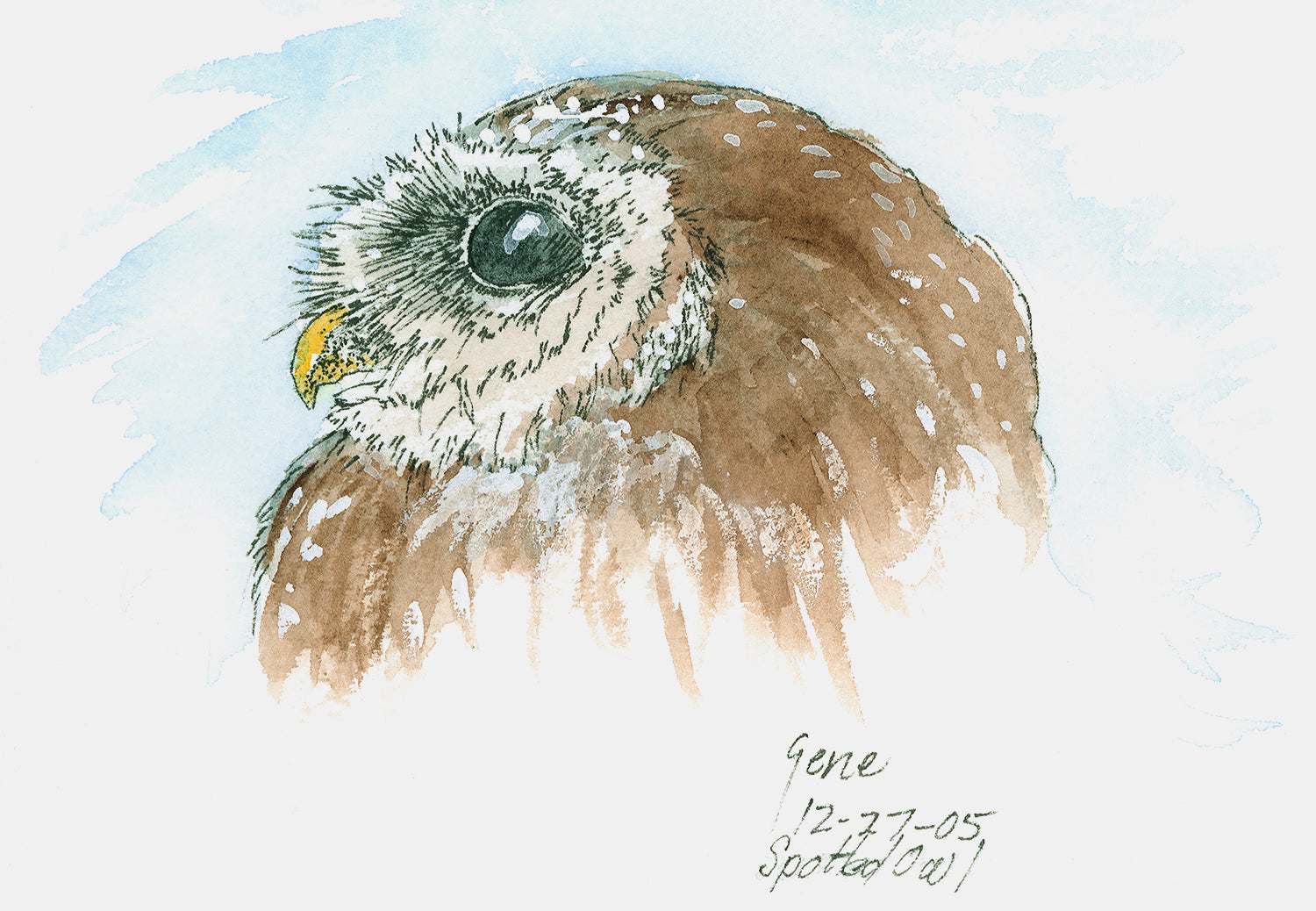 Northern Spotted Owl head portrait — pen, ink, and watercolor illustration by Gene Irvin — brown and white-spotted owl with dark eyes and rounded facial disc, signed wildlife art