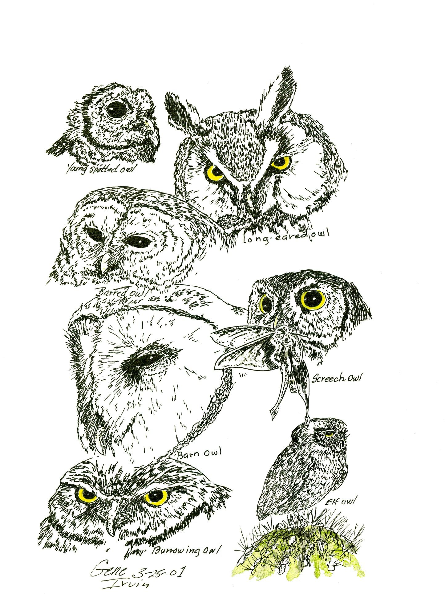 Owls Collage pen, ink, and watercolor illustration by Gene Irvin, March 2001 — seven labeled North American owl species: Young Spotted Owl, Long-eared Owl, Barred Owl, Screech Owl, Barn Owl, Elf Owl, and Burrowing Owl, stippled detail with yellow-green eye accents and green cactus, signed by the artist