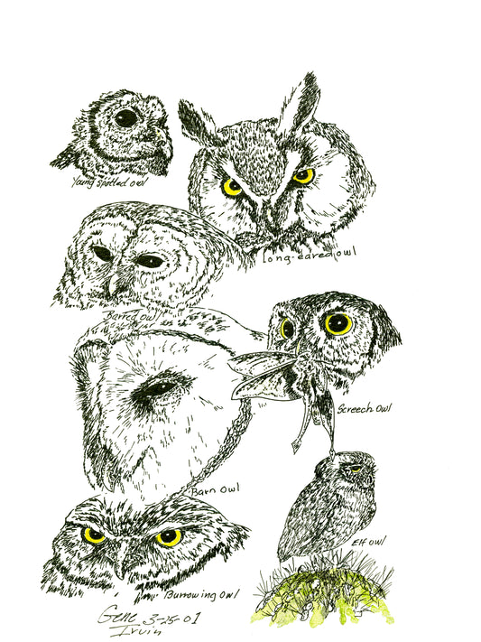 Owls Collage pen, ink, and watercolor illustration by Gene Irvin, March 2001 — seven labeled North American owl species: Young Spotted Owl, Long-eared Owl, Barred Owl, Screech Owl, Barn Owl, Elf Owl, and Burrowing Owl, stippled detail with yellow-green eye accents and green cactus, signed by the artist