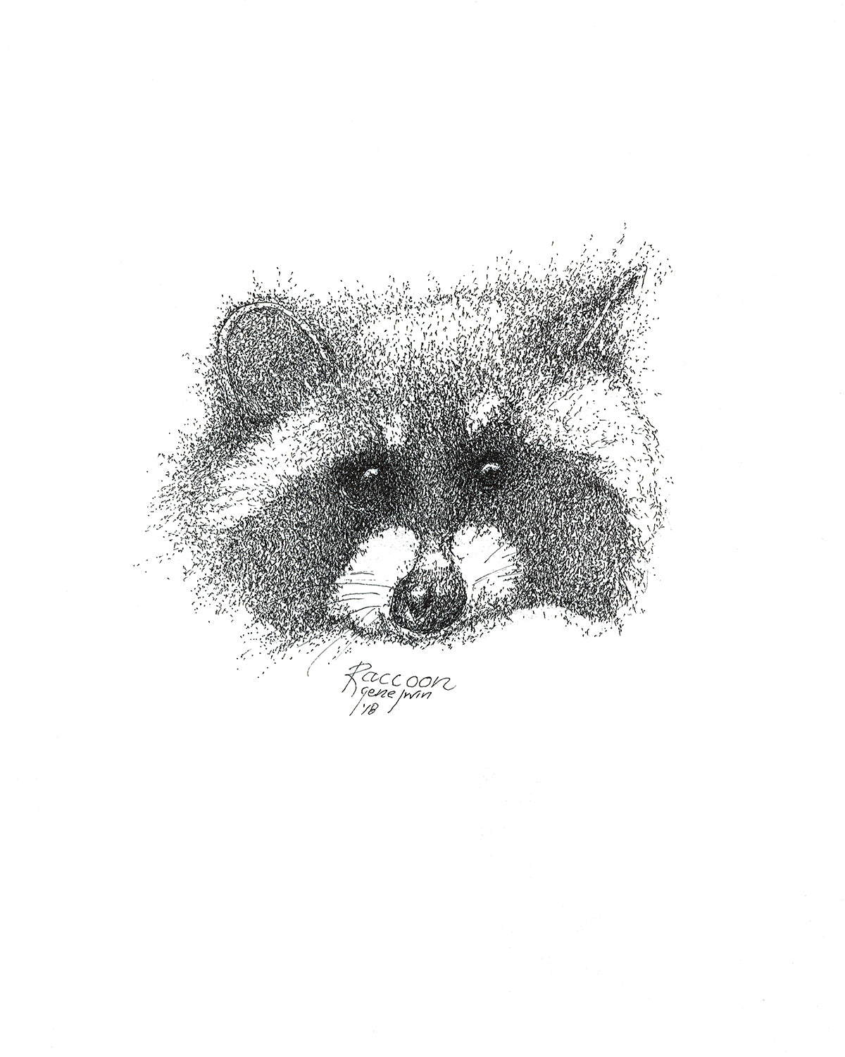 Raccoon pen and ink illustration with watercolor washes by Gene Irvin — detailed rendering of a raccoon with its distinctive black facial mask, bright curious eyes, and salt-and-pepper coat, fine pen line work with soft warm watercolor tones, signed by the artist
