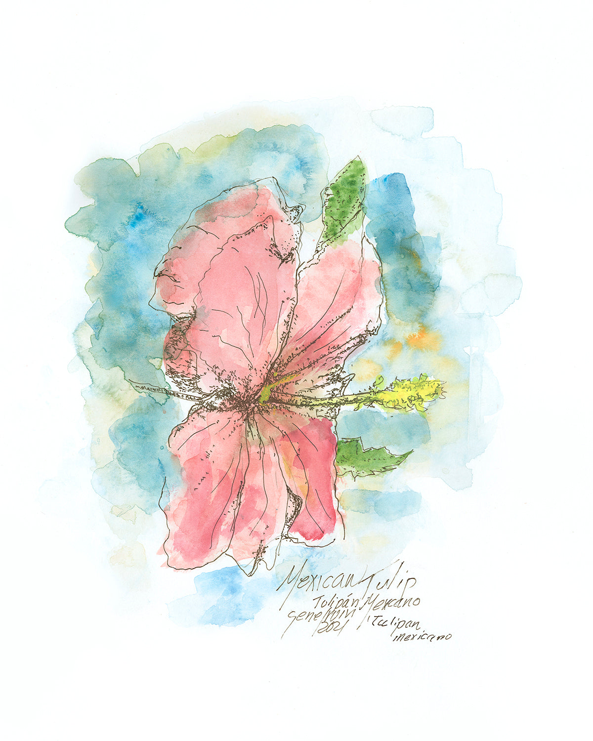  Red Mexican Tulip watercolor and pen and ink illustration by Gene Irvin — a cup-shaped orange-red poppy-like bloom set against finely cut lacy blue-green foliage, luminous watercolor washes with fine pen line work defining the stamens and leaves, signed by the artist