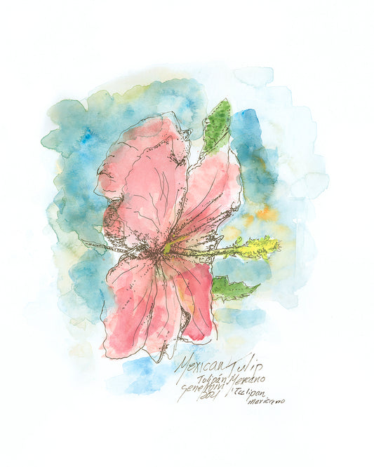  Red Mexican Tulip watercolor and pen and ink illustration by Gene Irvin — a cup-shaped orange-red poppy-like bloom set against finely cut lacy blue-green foliage, luminous watercolor washes with fine pen line work defining the stamens and leaves, signed by the artist