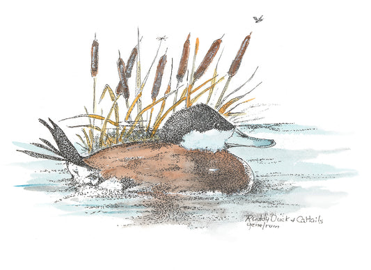 Ruddy Duck & Cattails pen, ink, and watercolor illustration by Gene Irvin — male ruddy duck with rust-brown body and stiff upright tail swimming among golden cattails with dragonflies above, stippled detail on white background, signed by the artist