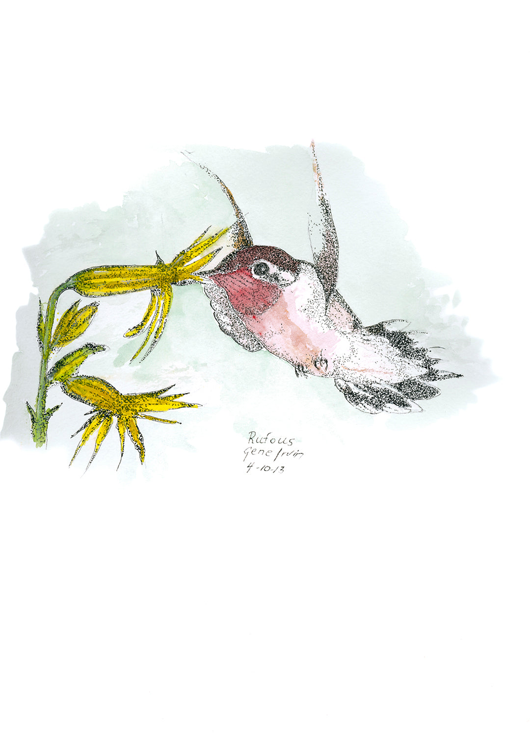 Rufous Hummingbird Feeding — original pen, ink, and watercolor illustration by Gene Irvin, 2013 — female rufous hummingbird with rose-pink throat hovering to feed from yellow wildflowers, signed by the artist