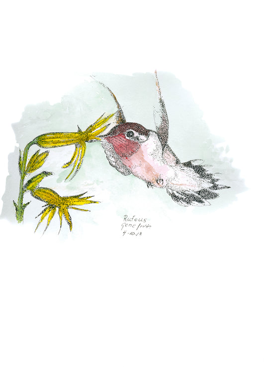 Rufous Hummingbird Feeding — original pen, ink, and watercolor illustration by Gene Irvin, 2013 — female rufous hummingbird with rose-pink throat hovering to feed from yellow wildflowers, signed by the artist