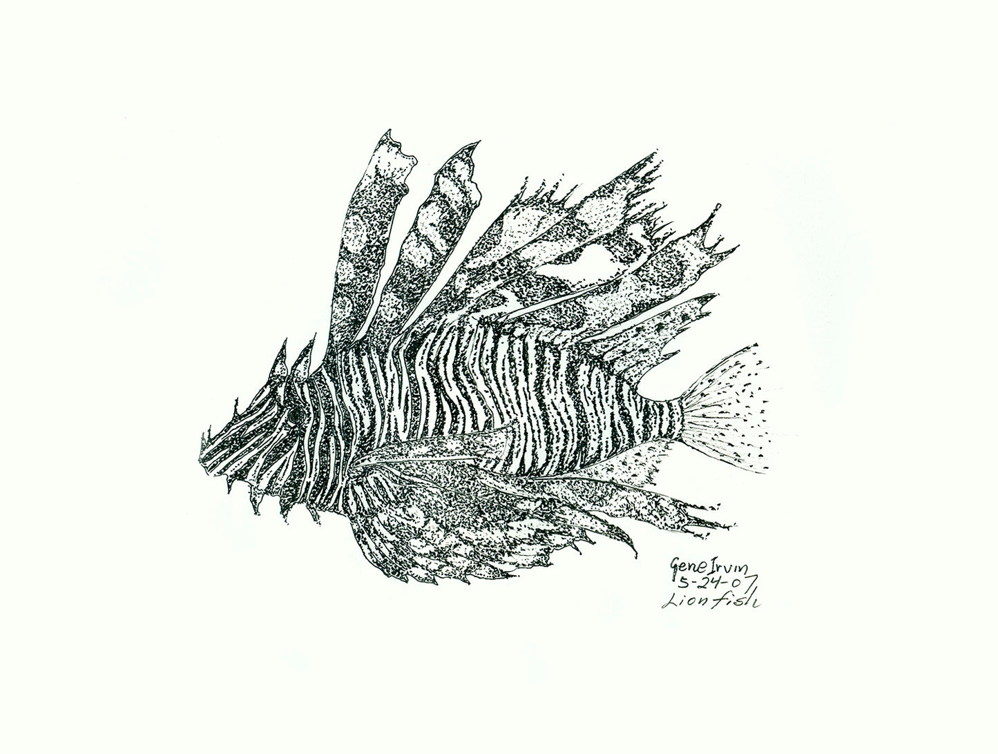Spot-fin Lionfish pure pen and ink illustration by Gene Irvin, May 2007 — full-body side view of a lionfish with dramatic venomous spines and bold striped body, dense black stippling and line work on white background, no color, signed by the artist