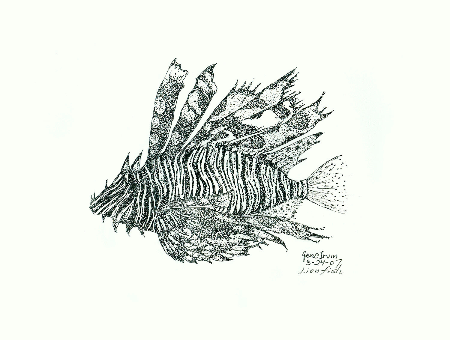 Spot-fin Lionfish pure pen and ink illustration by Gene Irvin, May 2007 — full-body side view of a lionfish with dramatic venomous spines and bold striped body, dense black stippling and line work on white background, no color, signed by the artist
