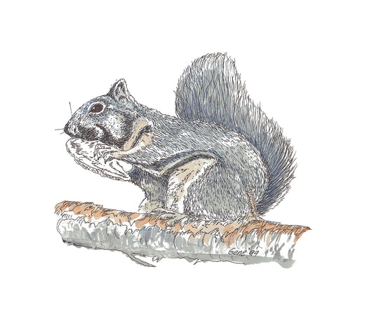 Squirrel pen and ink illustration with watercolor washes by Gene Irvin — alert squirrel with bright curious eyes and a bushy curled tail, fine pen line work capturing fur texture with warm reddish-brown watercolor tones, signed by the artist