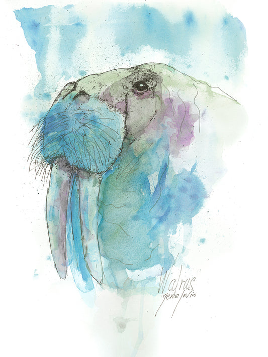 Walrus pen, ink, and watercolor portrait by Gene Irvin — close-up head study of a walrus with long tusks and bristled whiskers, loose blue, teal, and purple watercolor washes with gestural ink line work, soft white background, signed by the artist